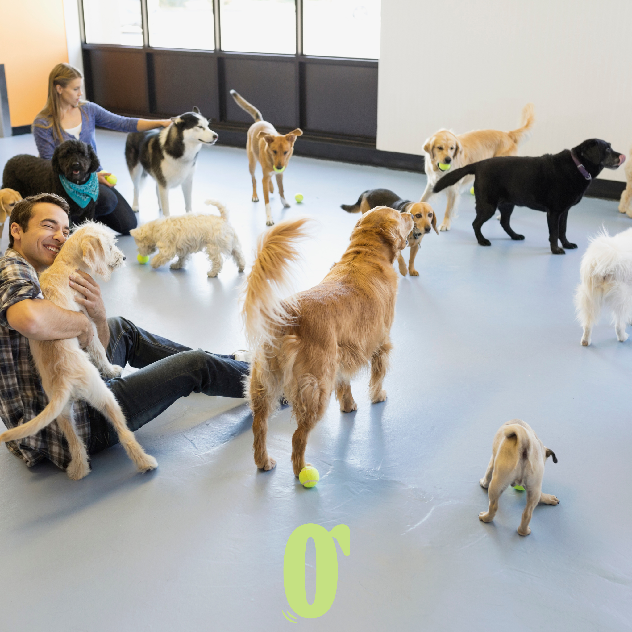 Pets Boarding