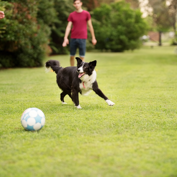 Dog playing with a ball in a park with a person in the background
