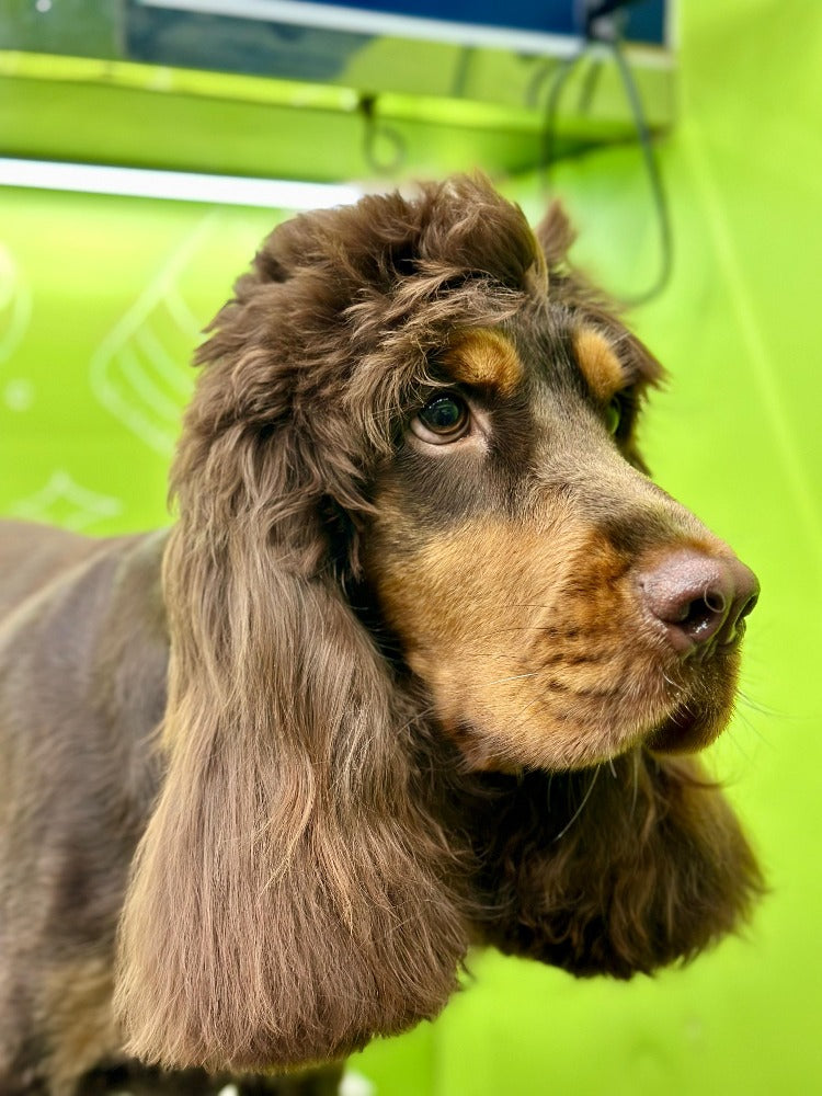 Cute dog looking beautiful after getting groomed by Doog Mobile Grooming in rak