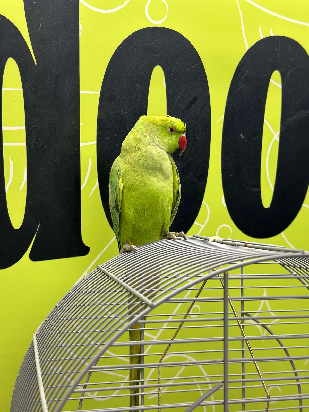 bird grooming in dubai