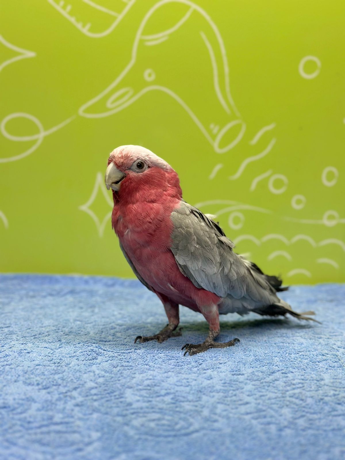bird grooming near me