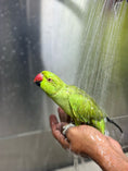 Load image into Gallery viewer, bird grooming near me
