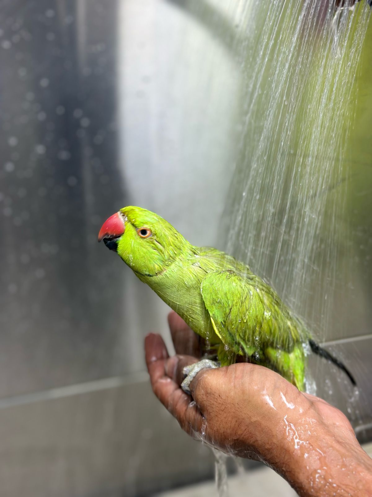 bird wing clipping dubai