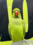 Load image into Gallery viewer, birds care in dubai
