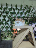 Load image into Gallery viewer, Cat Boarding Dubai
