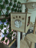 Load image into Gallery viewer, Cat Boarding Dubai
