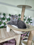 Load image into Gallery viewer, Cat Boarding Dubai
