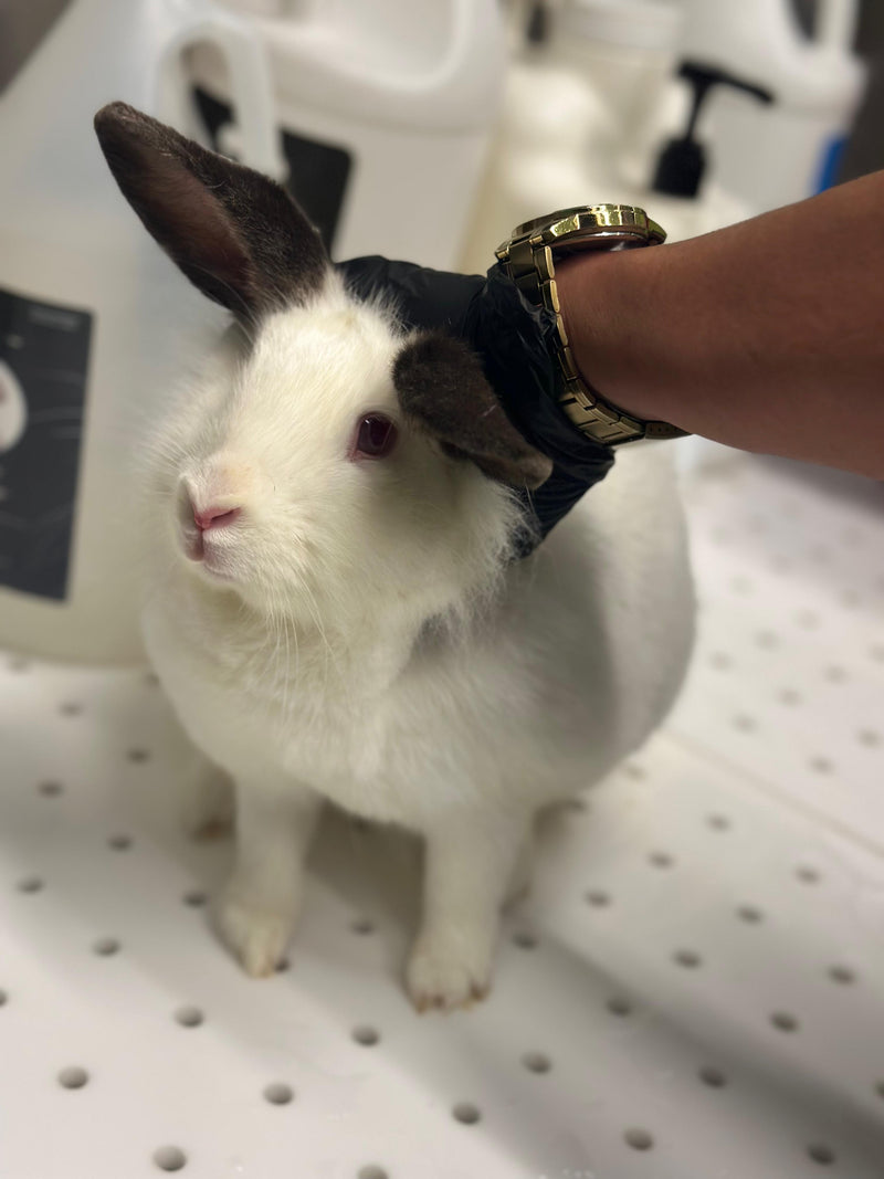 bunny grooming dubai