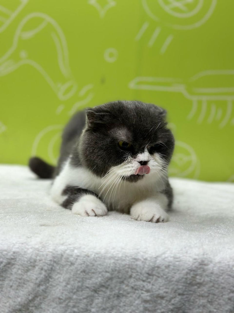 cat grooming near me