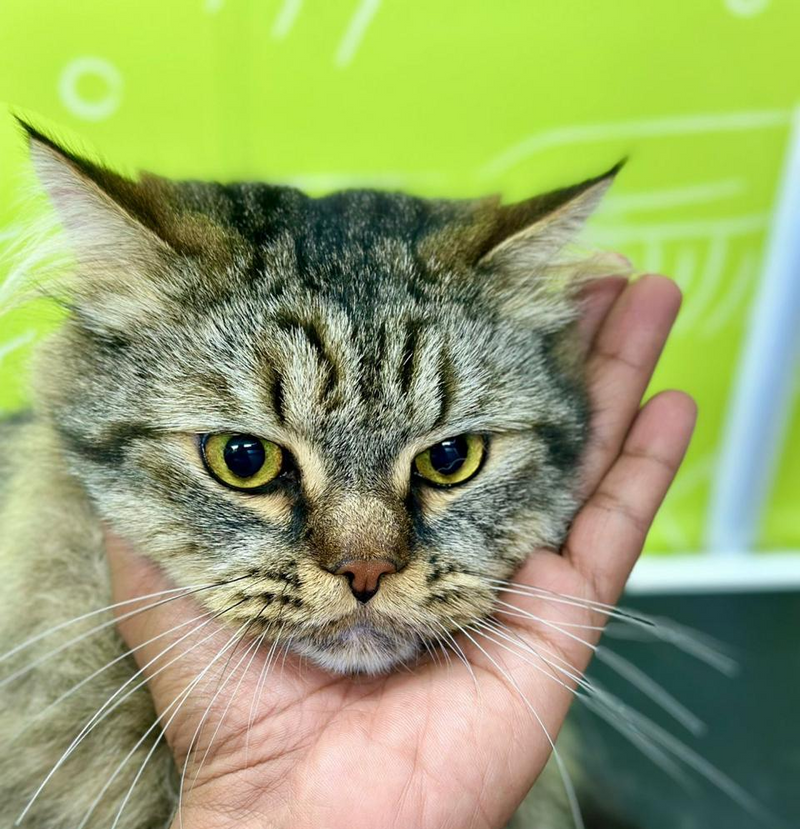 cat shower and nails service