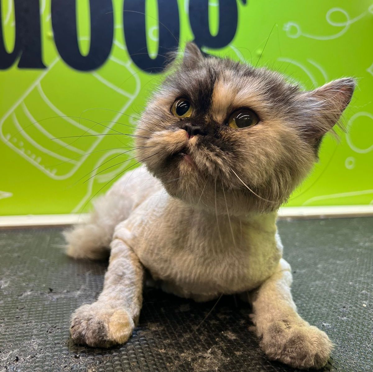 mobile cat grooming dubai