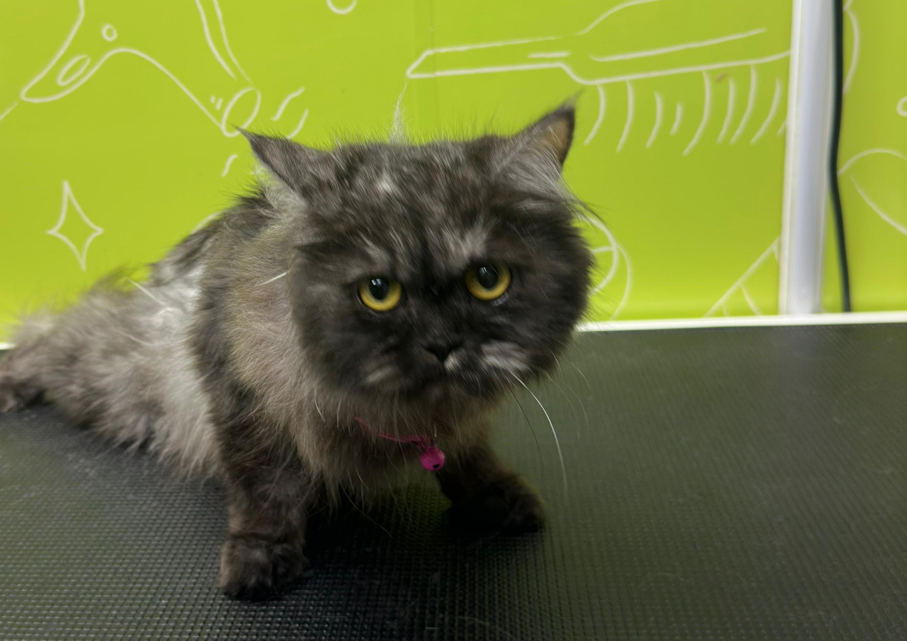 Professional mobile cat grooming service in Ras Al Khaimah