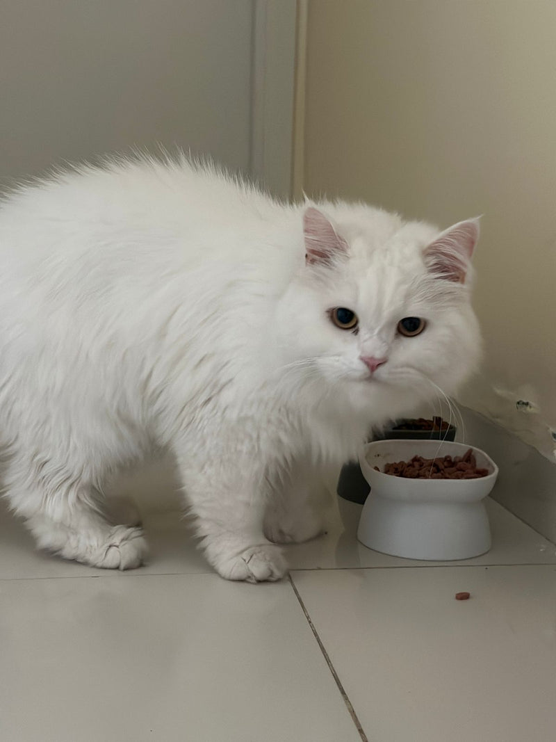 cat sitting in damac hills