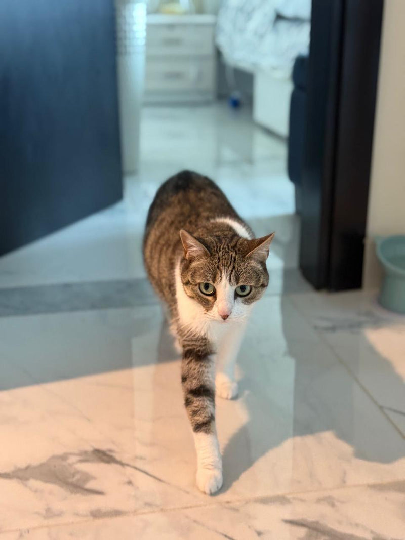 cat sitting in emaar south