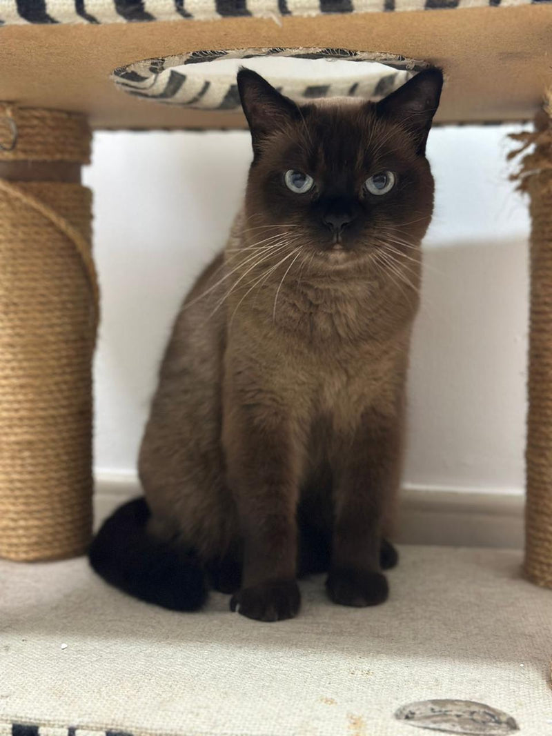 cat sitting in meadows dubai