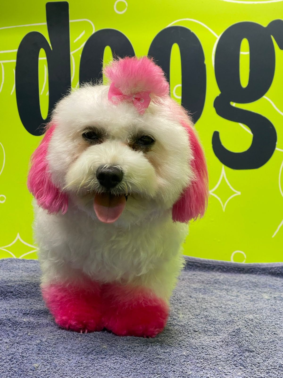 Professional dog grooming and dog hair coloring service in Dubai