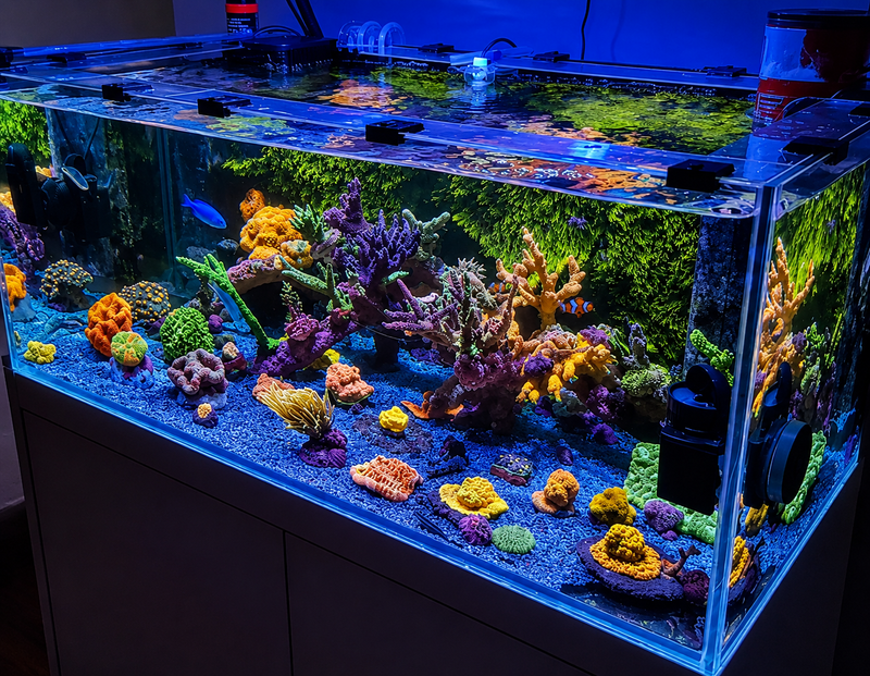 Complete Aquarium Refresh - After