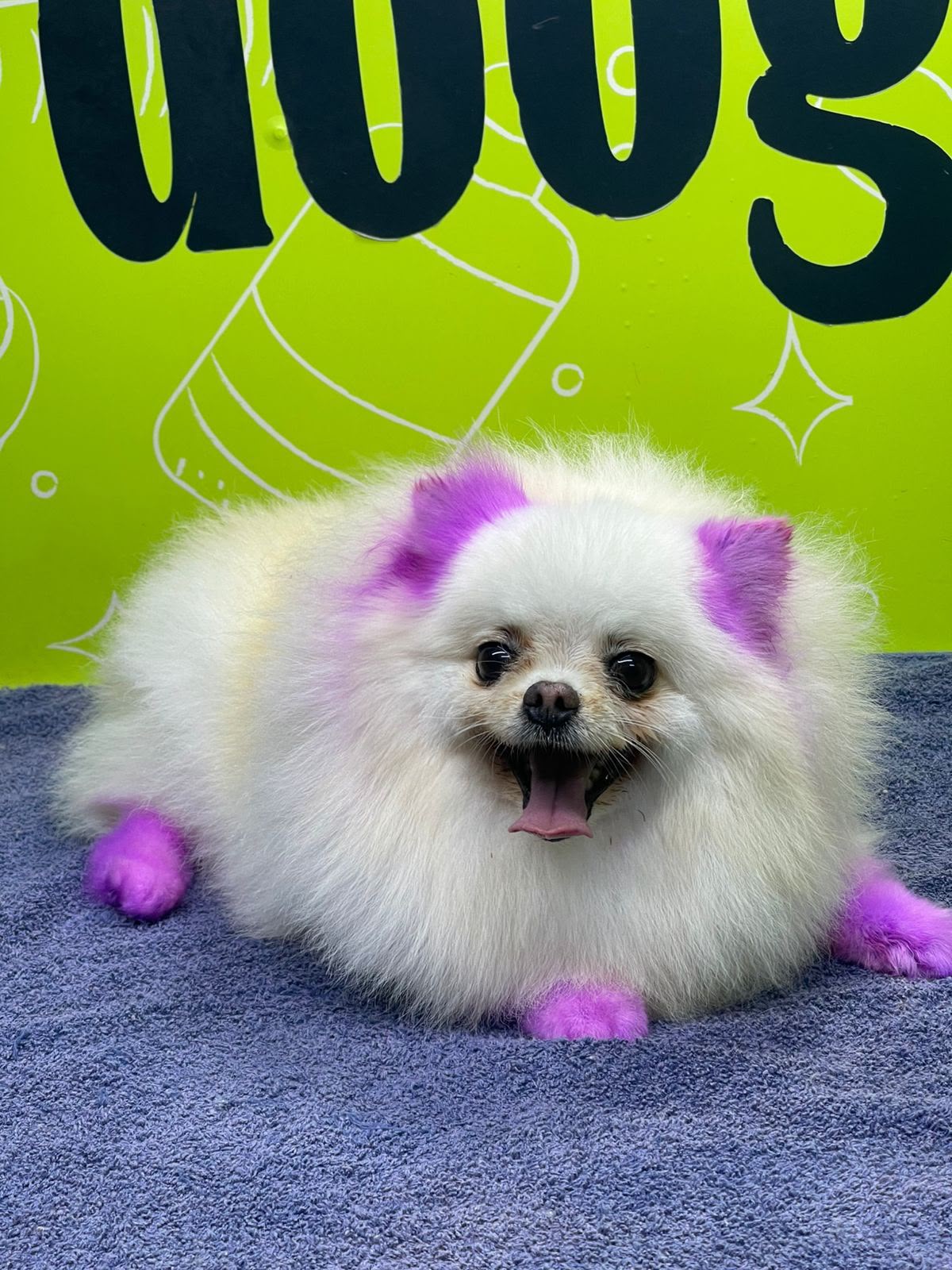 Dog hair dye colors and creative dog grooming in Dubai