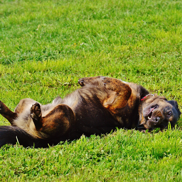 best dog boarding in dubai