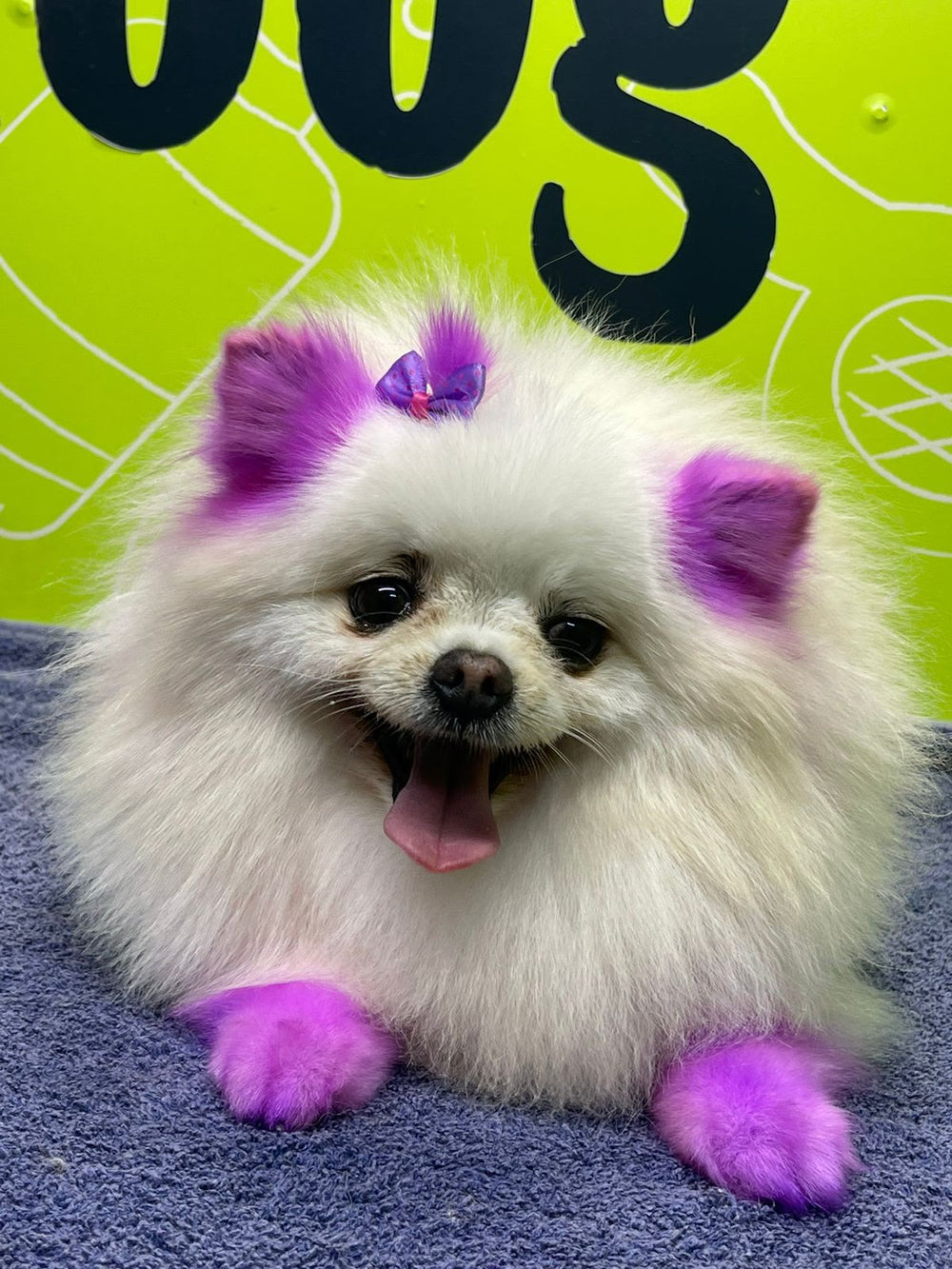 Pet-safe dog hair dye applied during professional dog grooming in Dubai