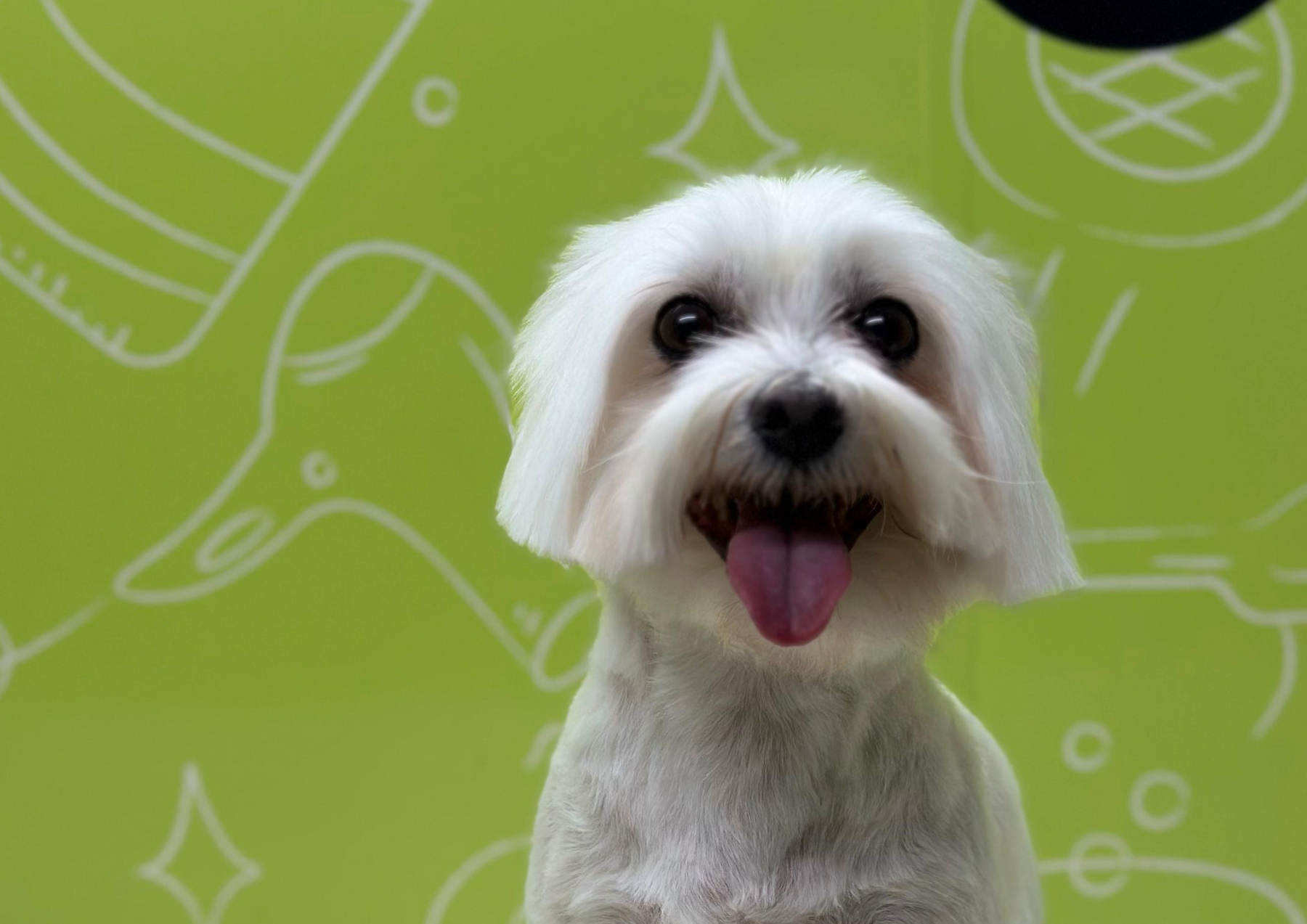 Mobile dog grooming at your home in Ras Al Khaimah