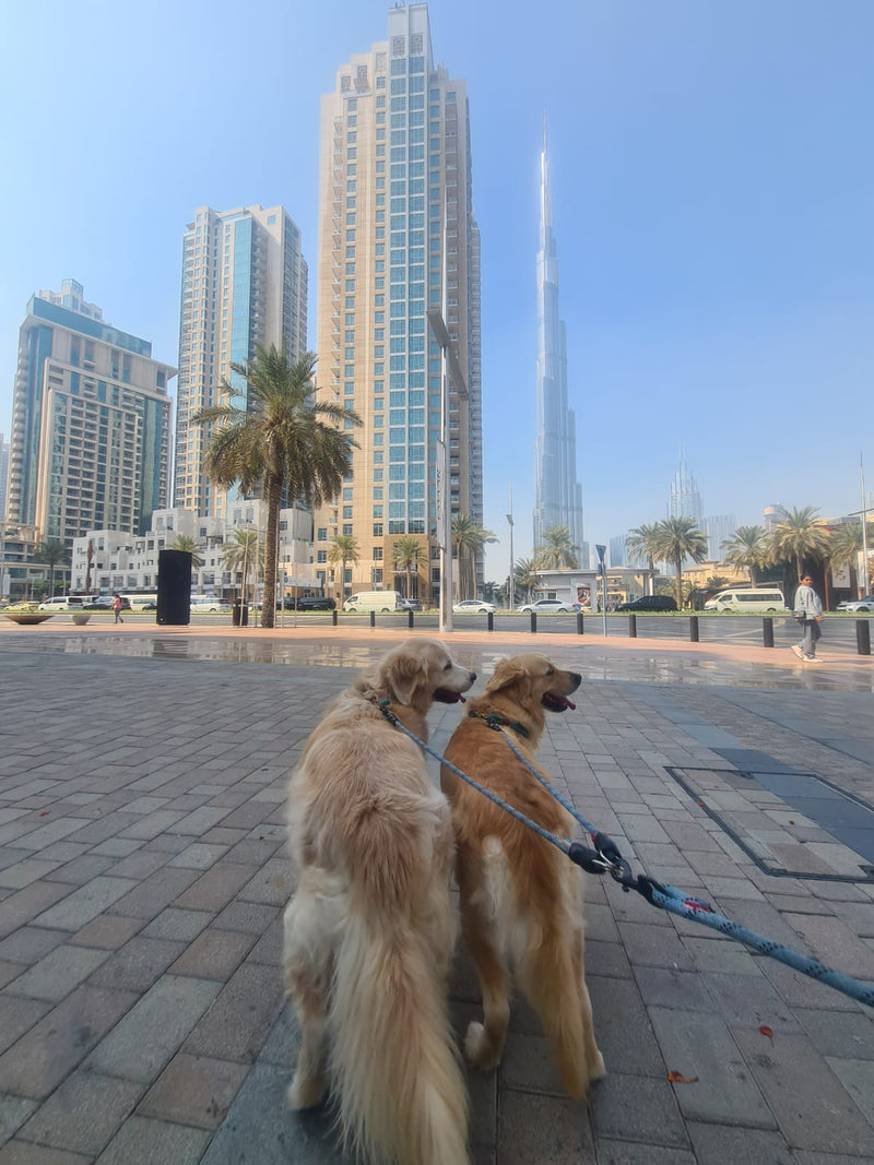 dog walking dubai