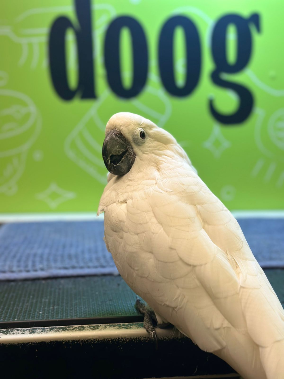 doog pets grooming