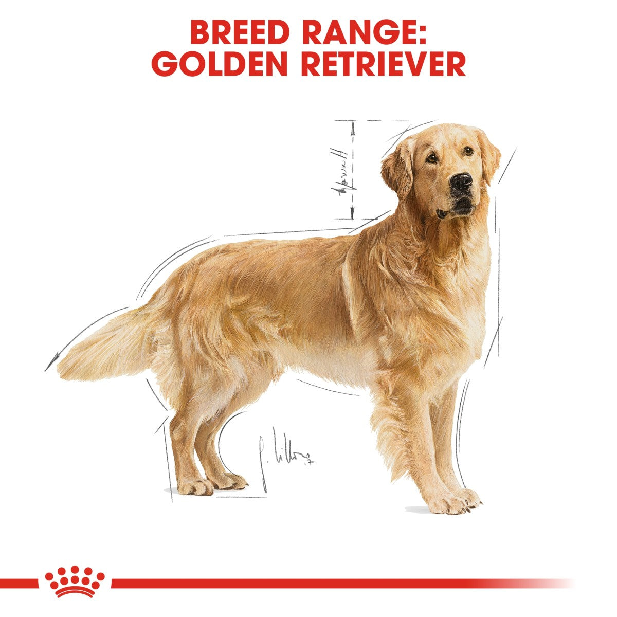 Royal Canin Breed Health Nutrition Golden Retriever Adult 12 KG Premium Dog Food