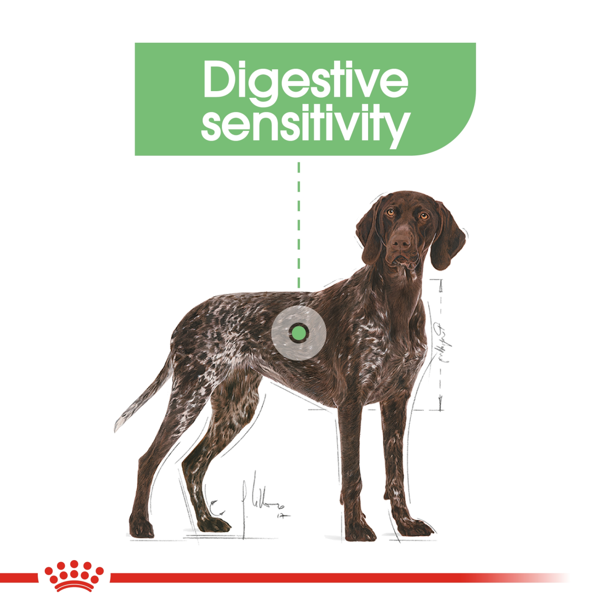 Royal Canin Canine Care Nutrition Maxi Digestive Care - 12 KG | Dog Food for Digestive Sensitivity Doog