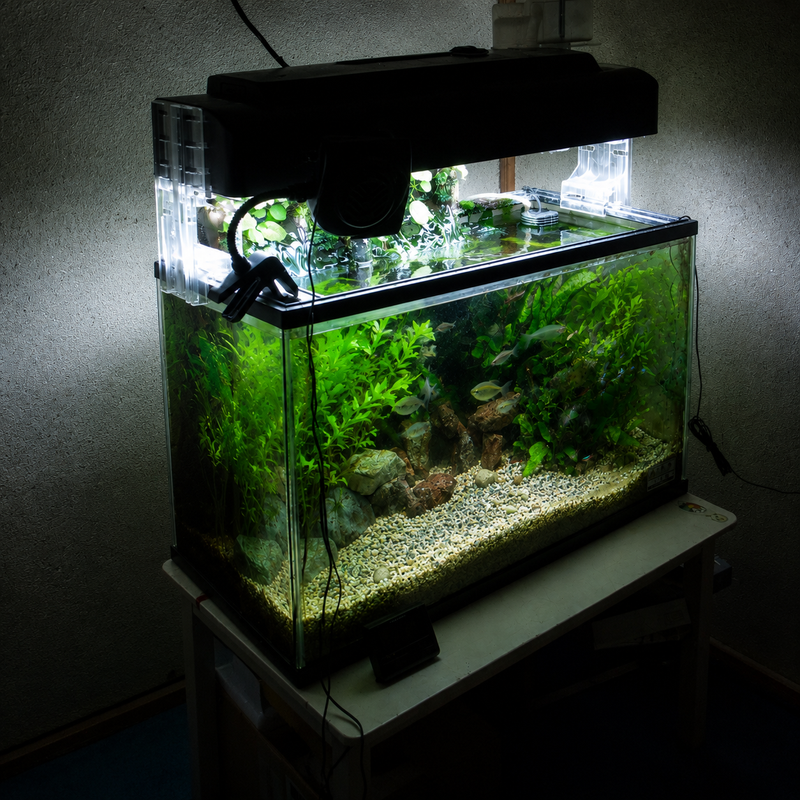 Small aquarium with green plants and rocks on a dark background
