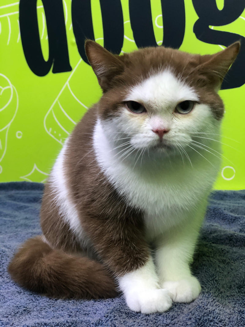 cat grooming near me