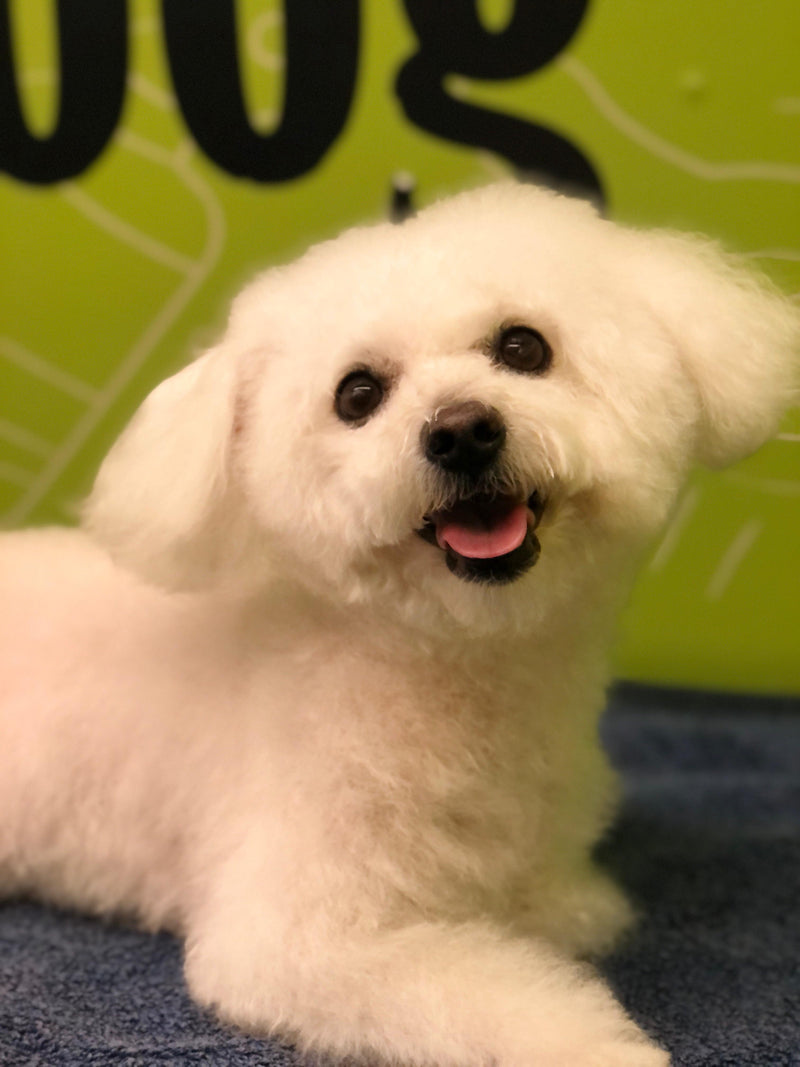 maltese dog grooming dubai
