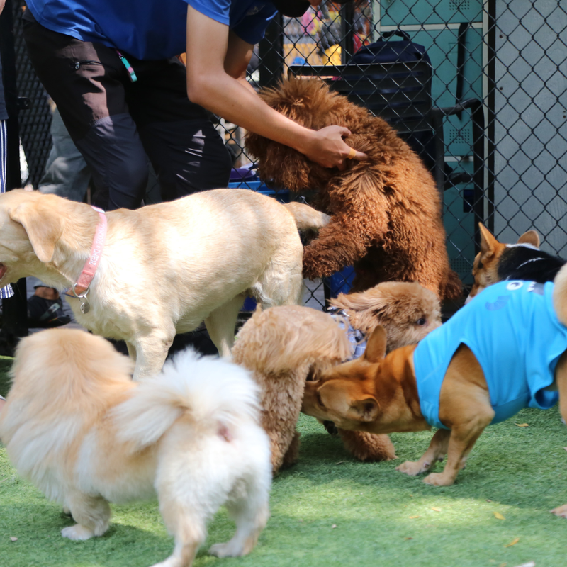 pet boarding dubai