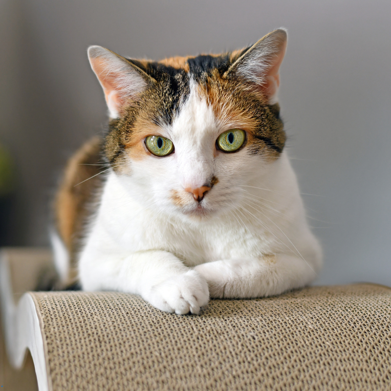 Pet boarding facility in Dubai with comfortable and safe accommodations for dogs and cats