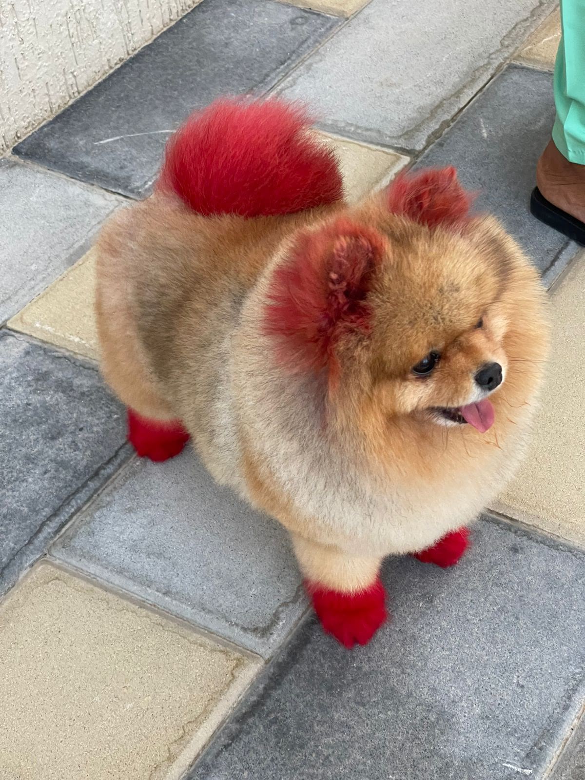 Professional dog hair coloring and creative dog grooming in Dubai
