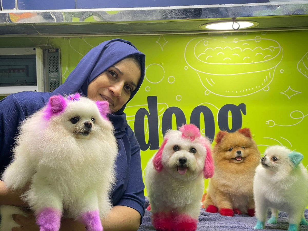 Dog hair dye and creative grooming in Dubai by Doog
