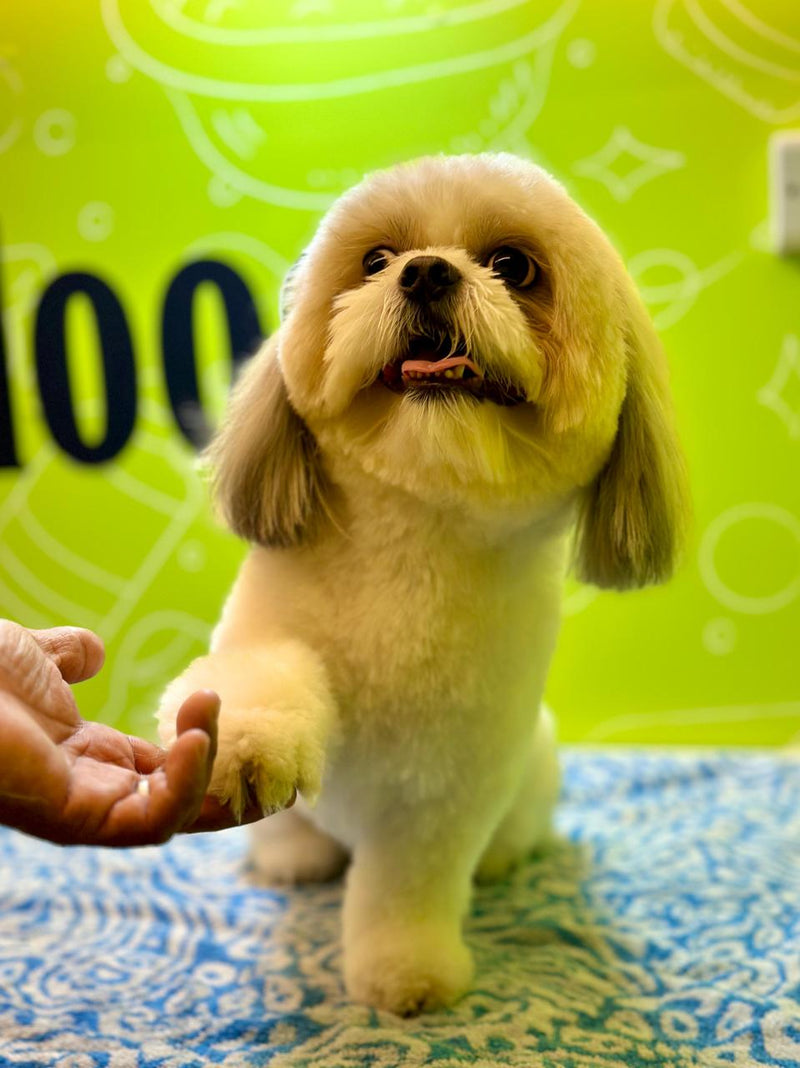 pet grooming near me