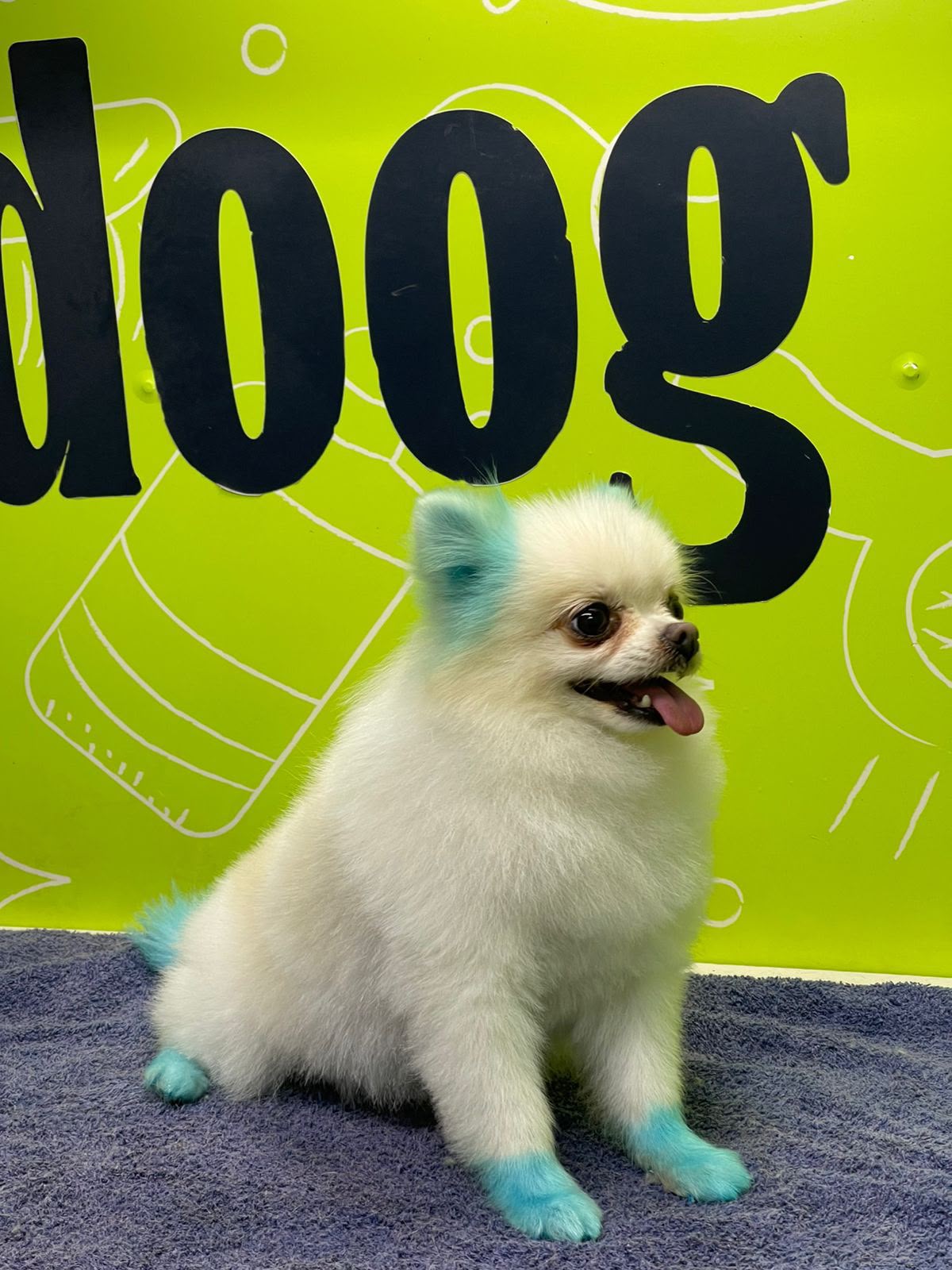 Dog hair dye and creative grooming for special occasions in Dubai