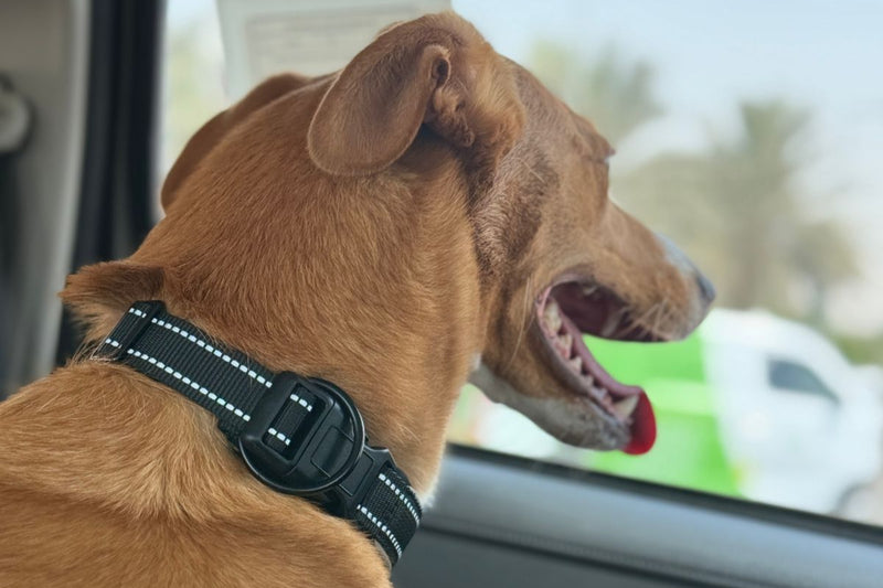 pet taxi dubai
