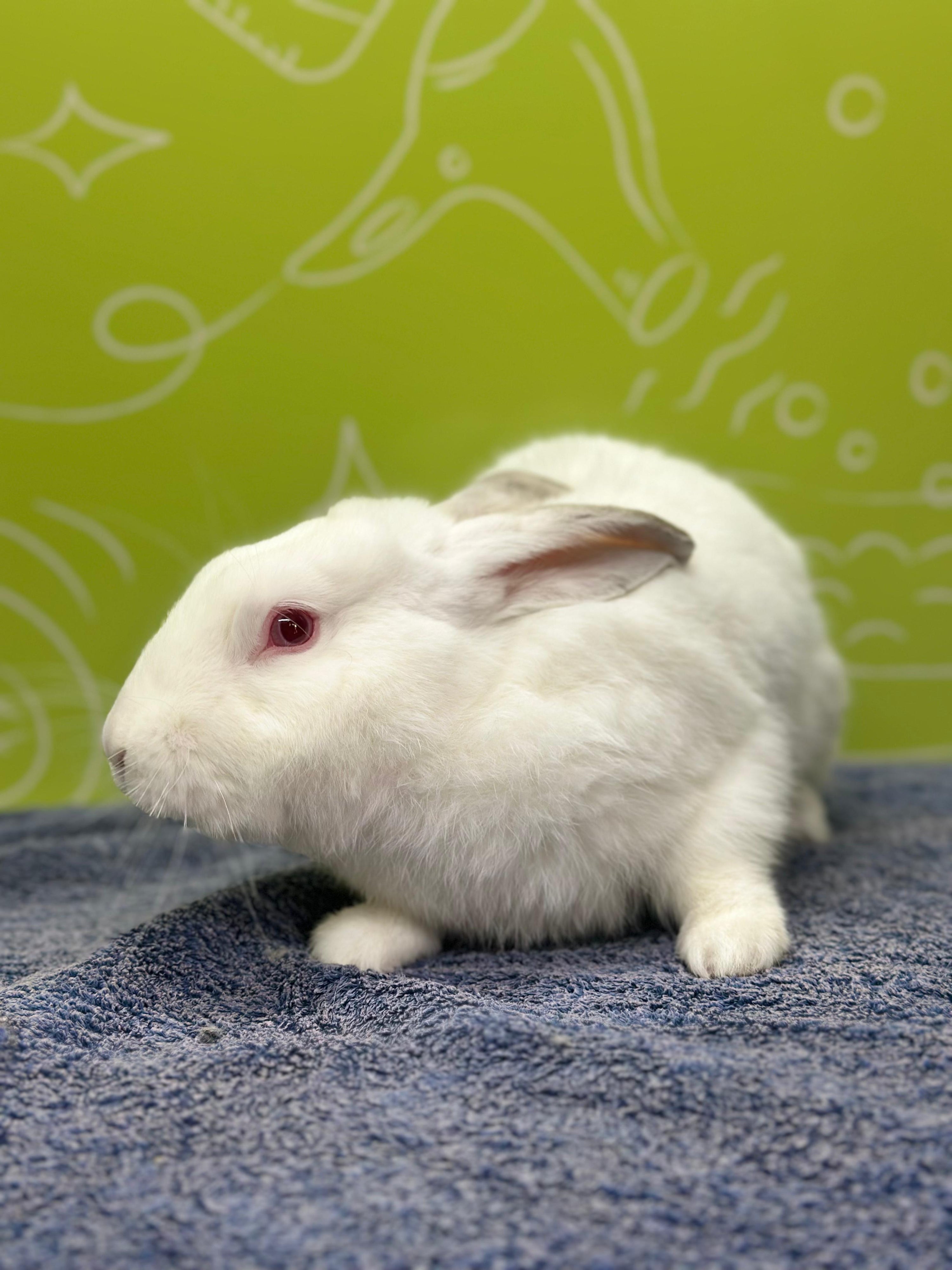 rabbit grooming near me