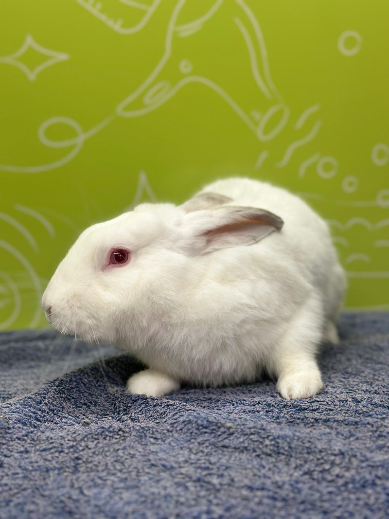 rabbit grooming near me