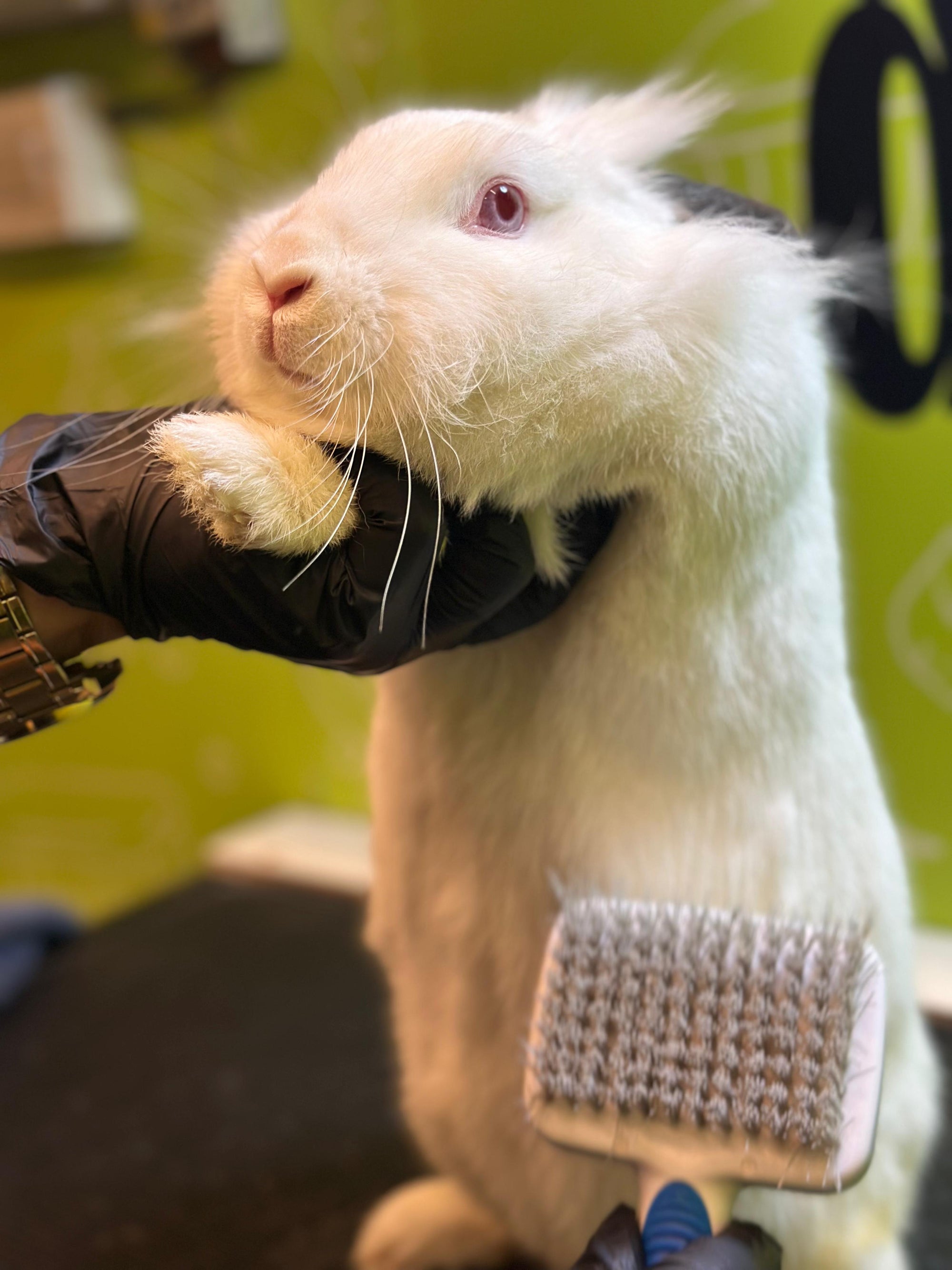 hairstyling service for rabbits in dubai
