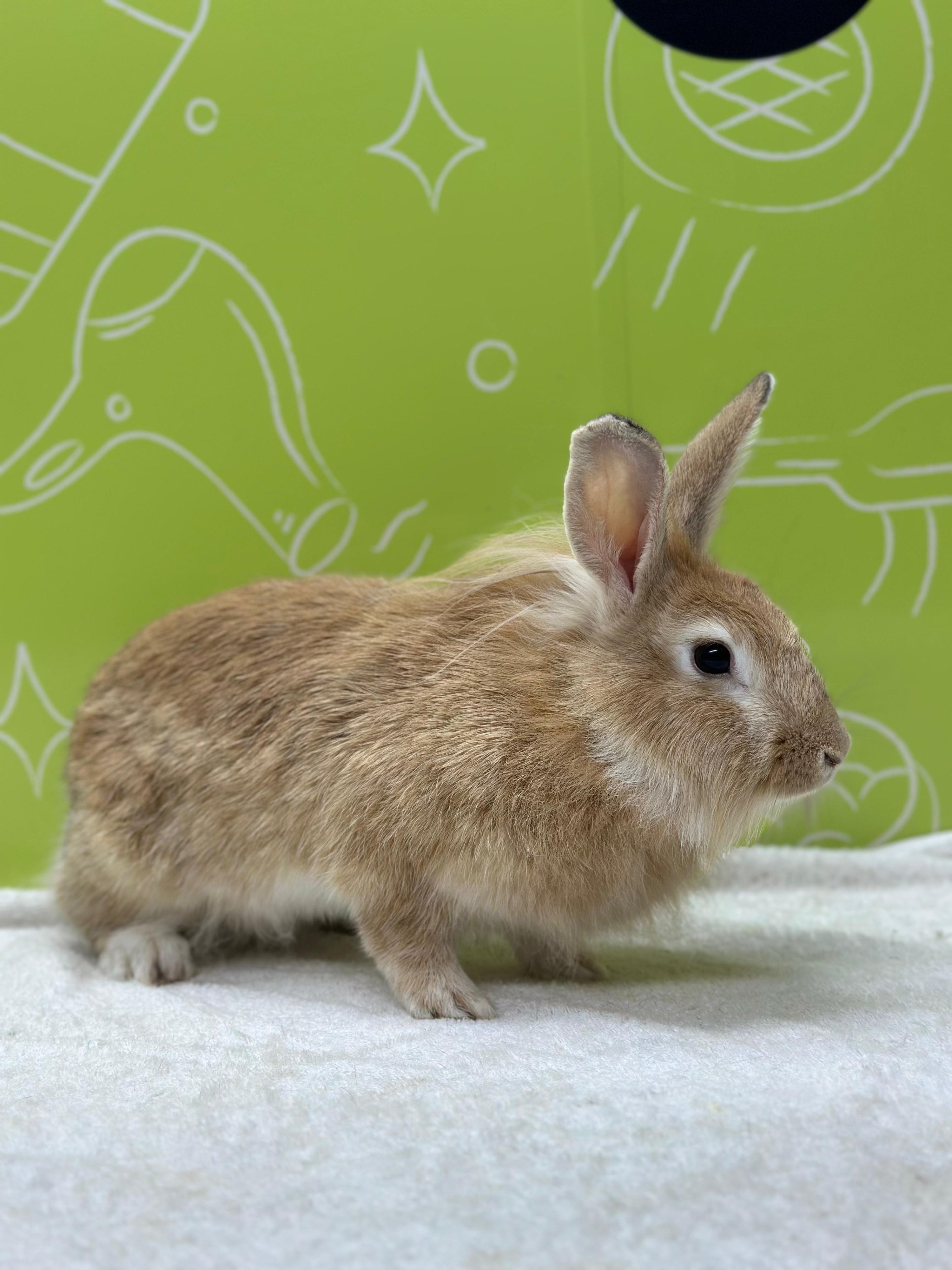 haircut service for rabbits in dubai