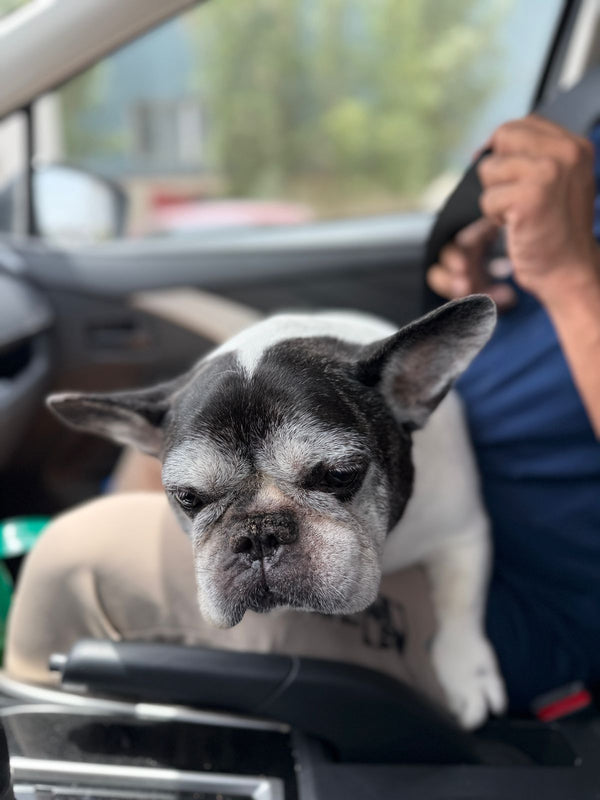 pet taxi in dubai