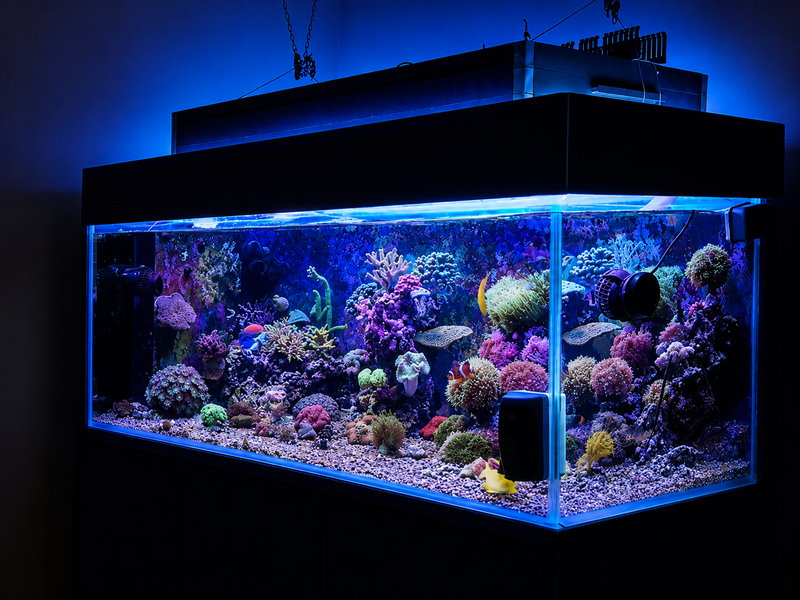 Large aquarium with colorful coral and fish on a dark background